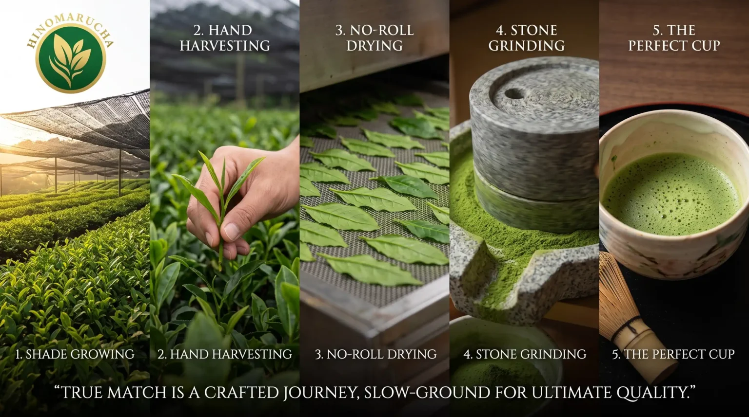How-We-Help-You-Navigate-the-World-of-Matcha