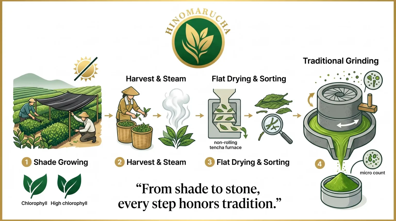 How We Help You Navigate the World of Matcha